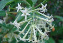 रात दी रानी