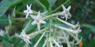 रात दी रानी