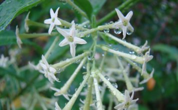 रात दी रानी